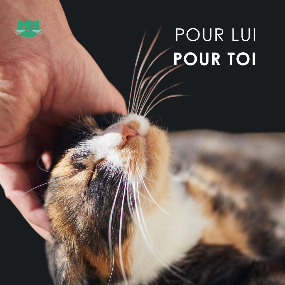 EU4CAT - Huile calmante naturelle pour chats riche en vitamines - 10 ml
