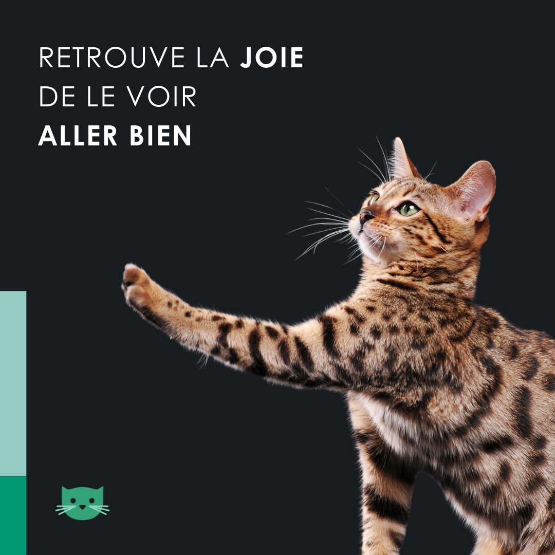 EU4CAT - Huile calmante naturelle pour chats riche en vitamines - 10 ml