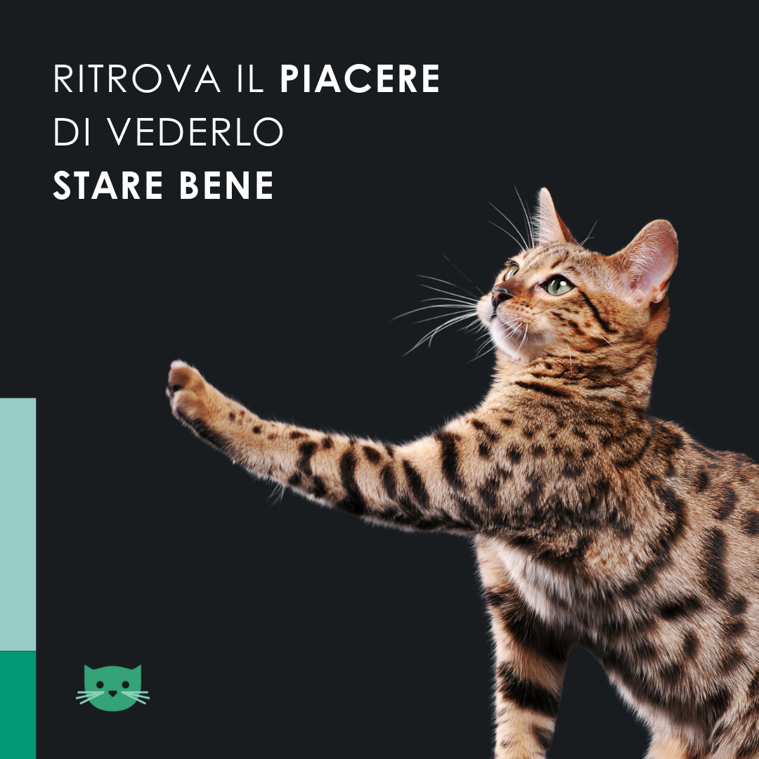 EU4CAT - Olio calmante naturale per gatti