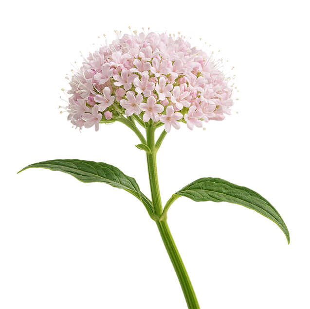 natural product