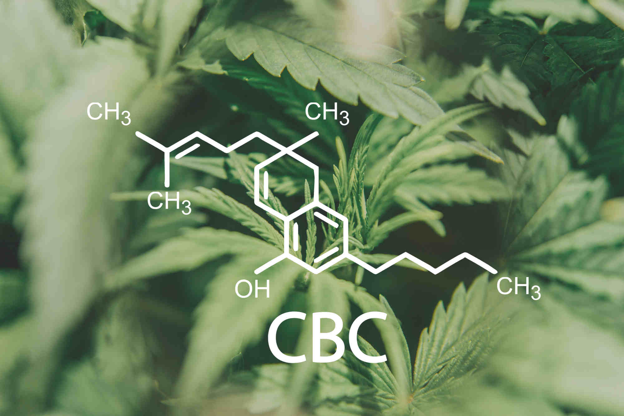 In primo piano, la formula e la struttura chimica del CBC (Cannabicromene) emergono nitide, mentre sullo sfondo una pianta di canapa.