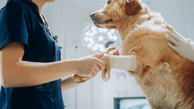 Come ridurre la zoppia nel cane alleviando il dolore con rimedi naturali