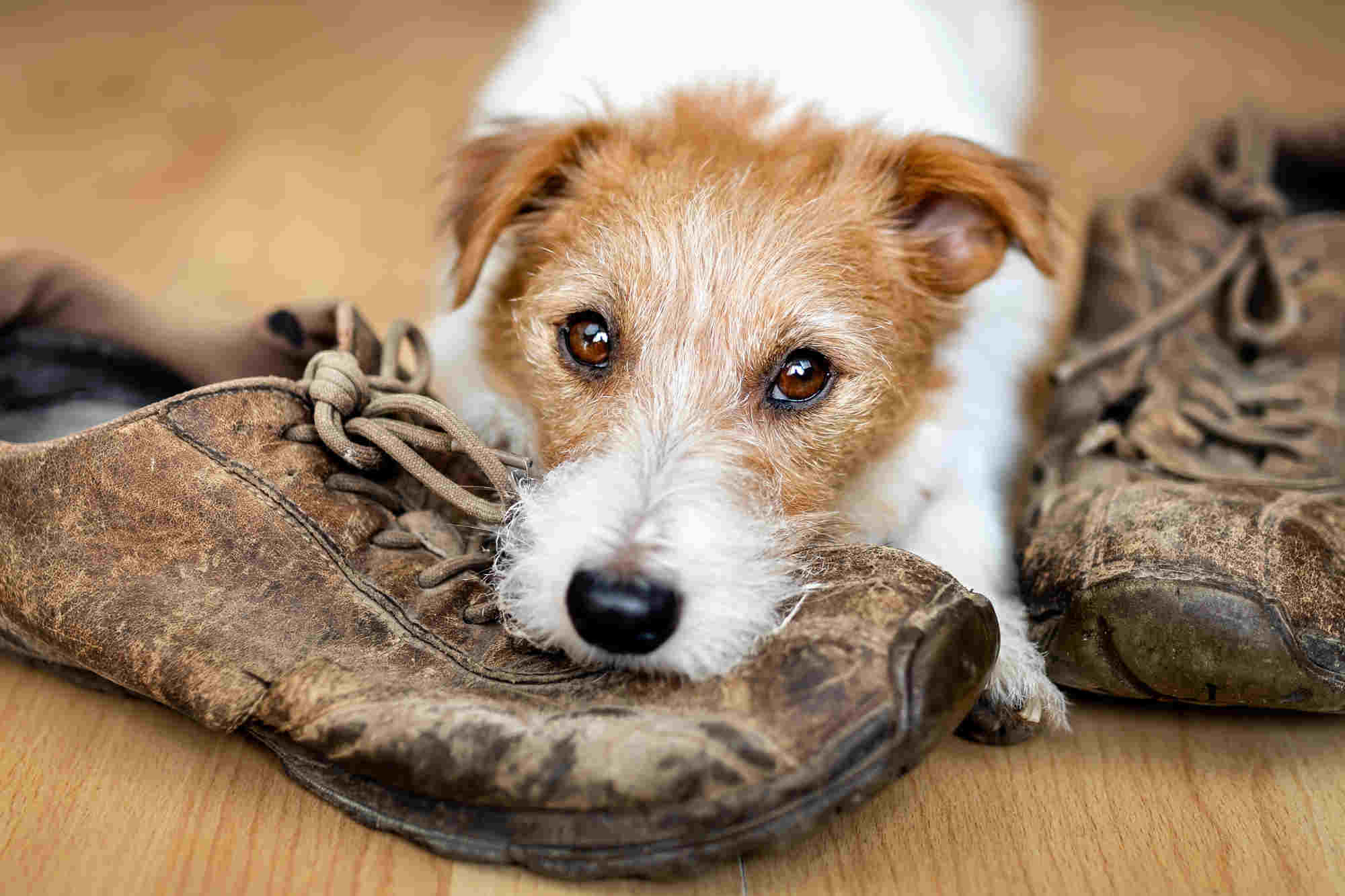 Cane che guarda verso l'obiettivo, dopo aver mordicchiato le scarpe del proprietario a causa dell'ansia da separazione.