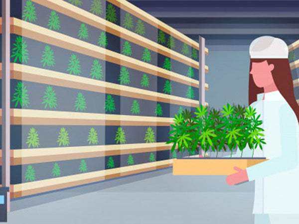 Die tausend Ressourcen des Industriehanfs