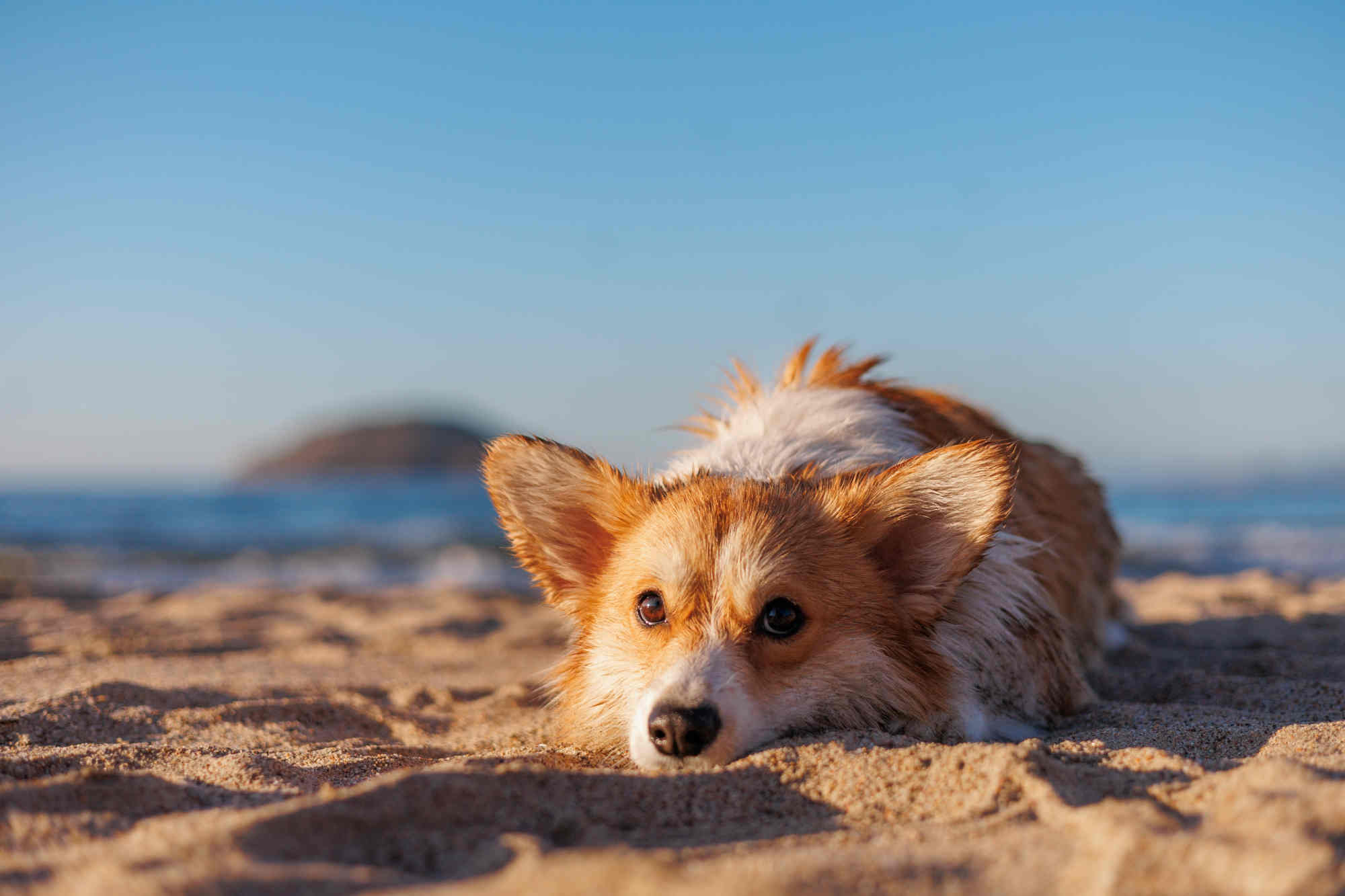 Cane sdraiato sulla spiaggia che appoggia la testa a terra.