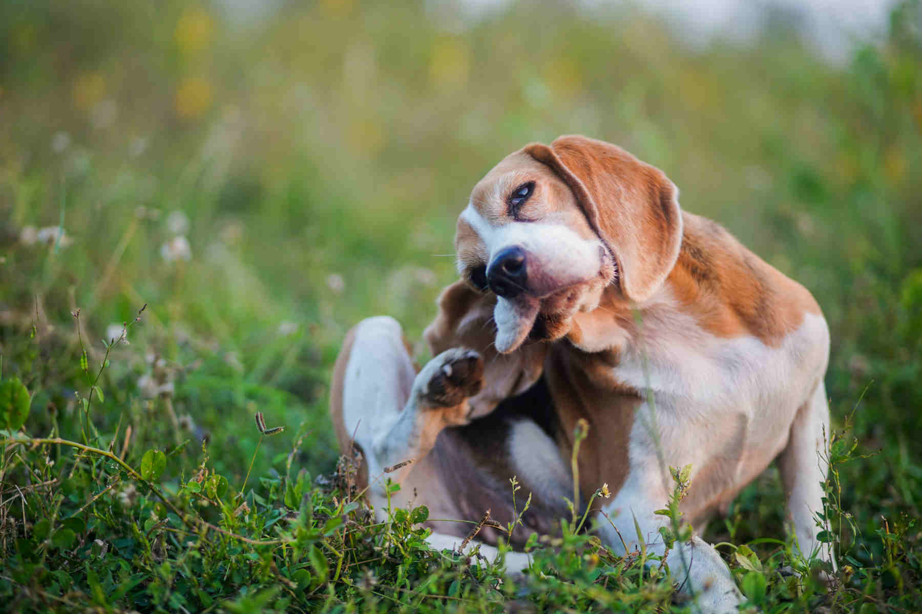 Rimedi naturali per lenire i sintomi della dermatite estiva del cane