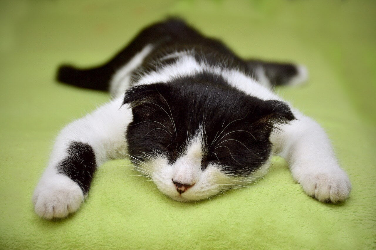  Rimedi naturali per alleviare lo stress nel gatto