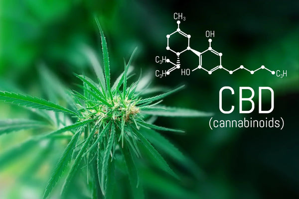 Wirkungen von CBD: Wie Hanfextrakt körperlich und psychisch wirkt