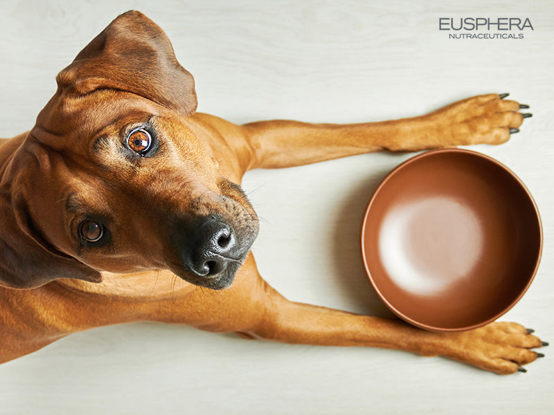 Stimolare appetito cane