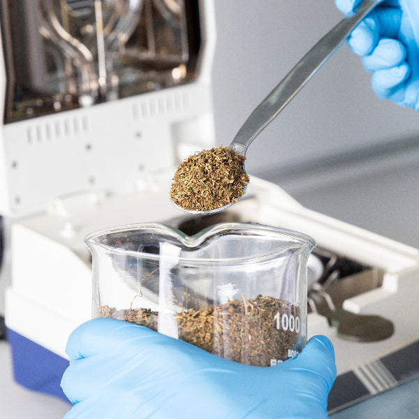 Sicheres, reines und zertifiziertes CBD
