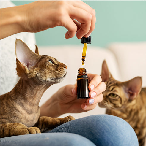Come usare CBD OIL CAT