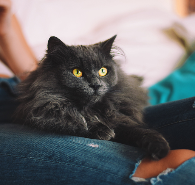 Una risposta su misura per ogni animale