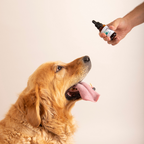 Dosaggio olio CBD per cani: quante gocce dare al tuo cane