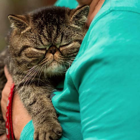 CBD OIL CAT: olio CBD formulato per la fisiologia del gatto