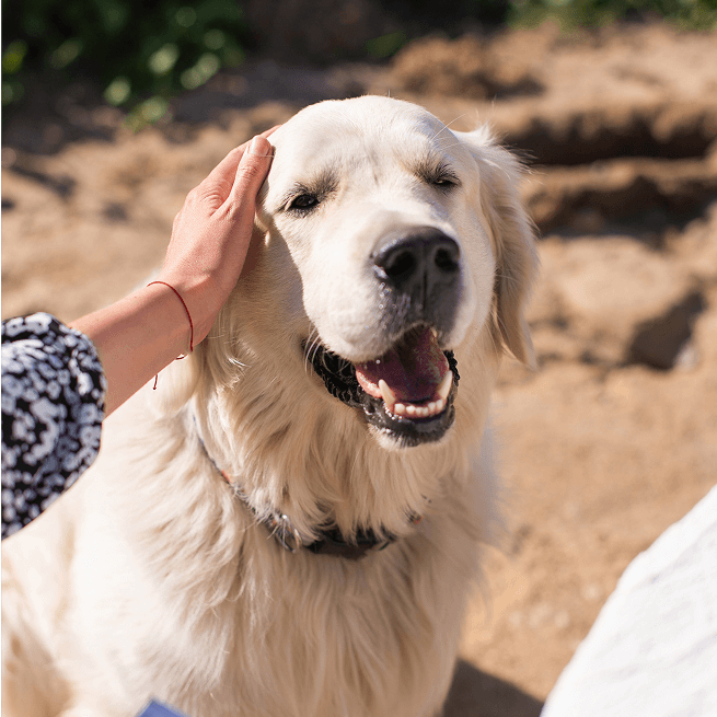 CBD OIL DOG: olio CBD per cani — benessere naturale per il tuo migliore amico